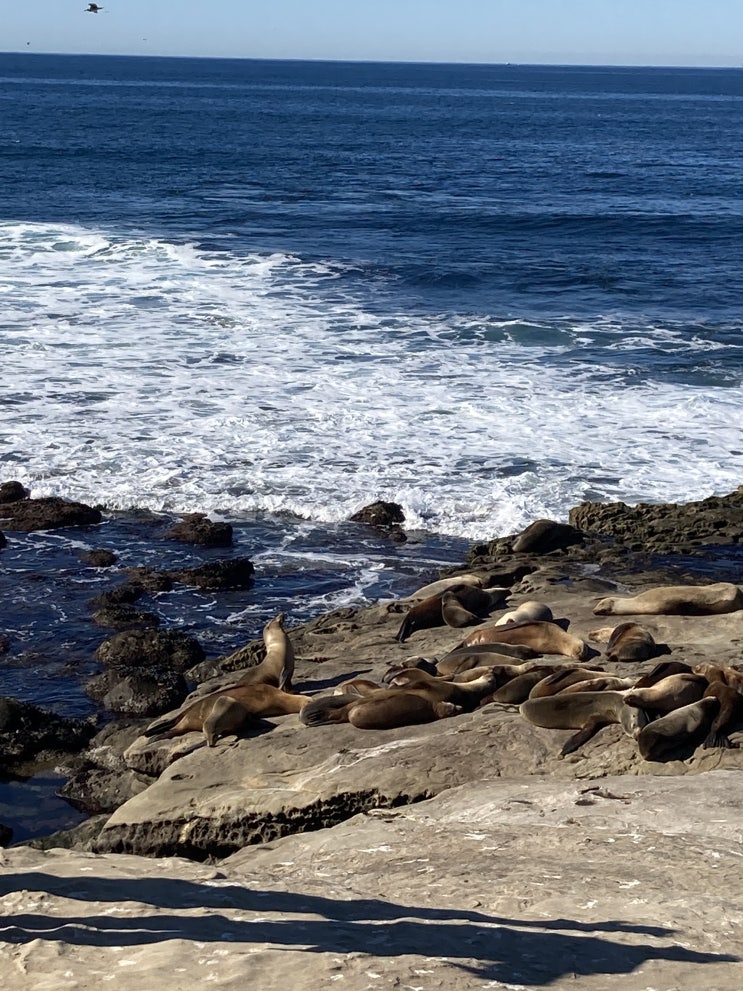  [미국 여행기] 샌디에고 여행 2일차, 또 가고 싶었던 라호야 비치 (La Jolla Shores), 올드타운 샌디에고