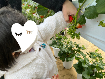 딸기 철일 때 방문하면 실패 없는 곳 | 율봄식물원가서 아이랑 여러가지 체험해요!