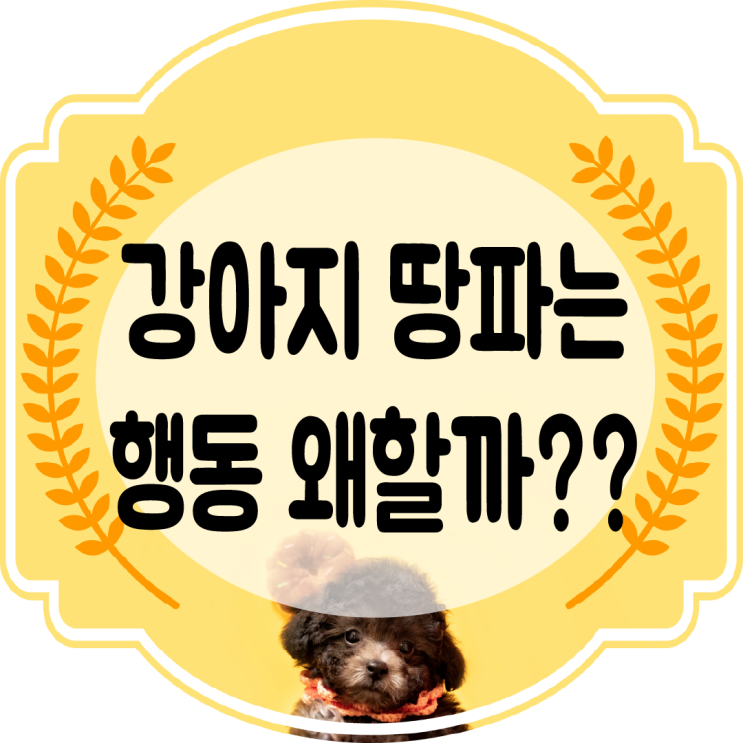  강아지 땅파는 행동!! 땅파기 왜 하는 걸까??