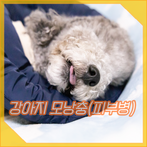  강아지 모낭충 피부병 증상 원인 (f. 진드기 종류)