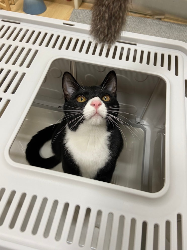  고양이 화장실 선택하기