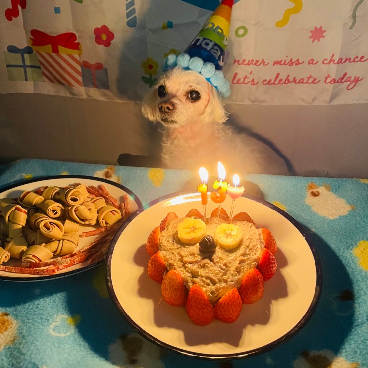 강아지 생일 케이크 13번째 노견 생일파티