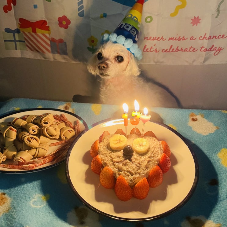 강아지 생일 케이크 13번째 노견 생일파티