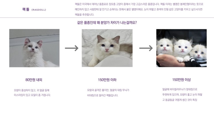 서울 고양이 분양은 어디서 해야 할까?