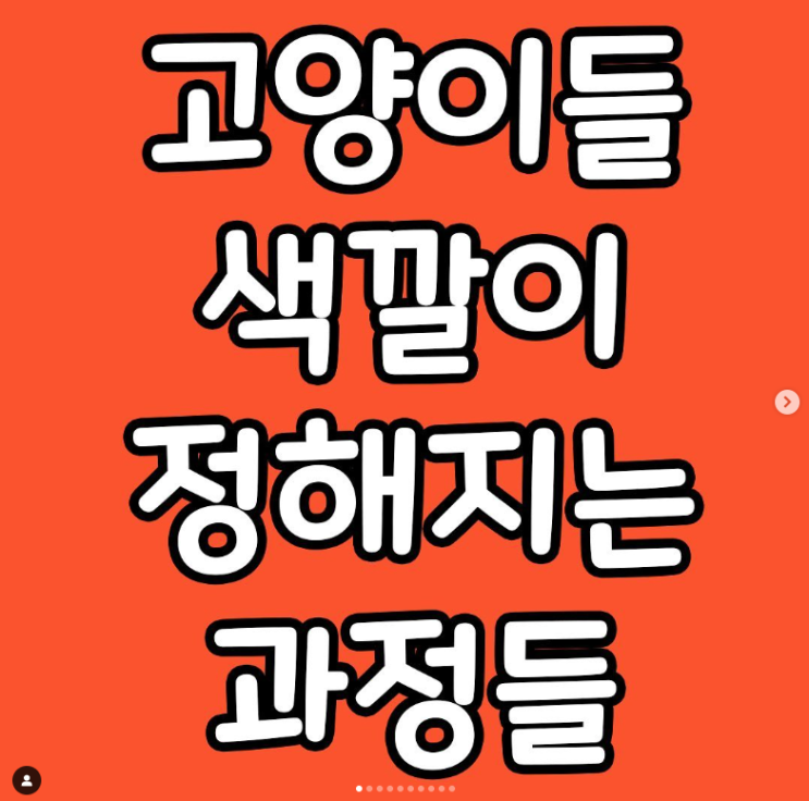  고양이들 색깔이 정해지는 과정