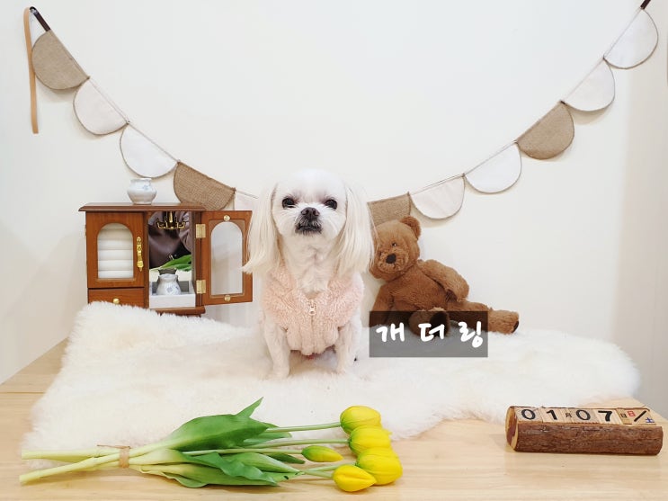  안산 애견카페 실내에서 맘껏 뛰자 개더링 구찌가 좋아하는  실내애견카페