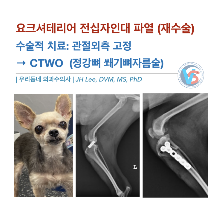  요크셔테리어 전십자인대 파열 (feat,관절낭외고정술 → CTWO, 정강뼈 쐐기뼈자름술) 케이스