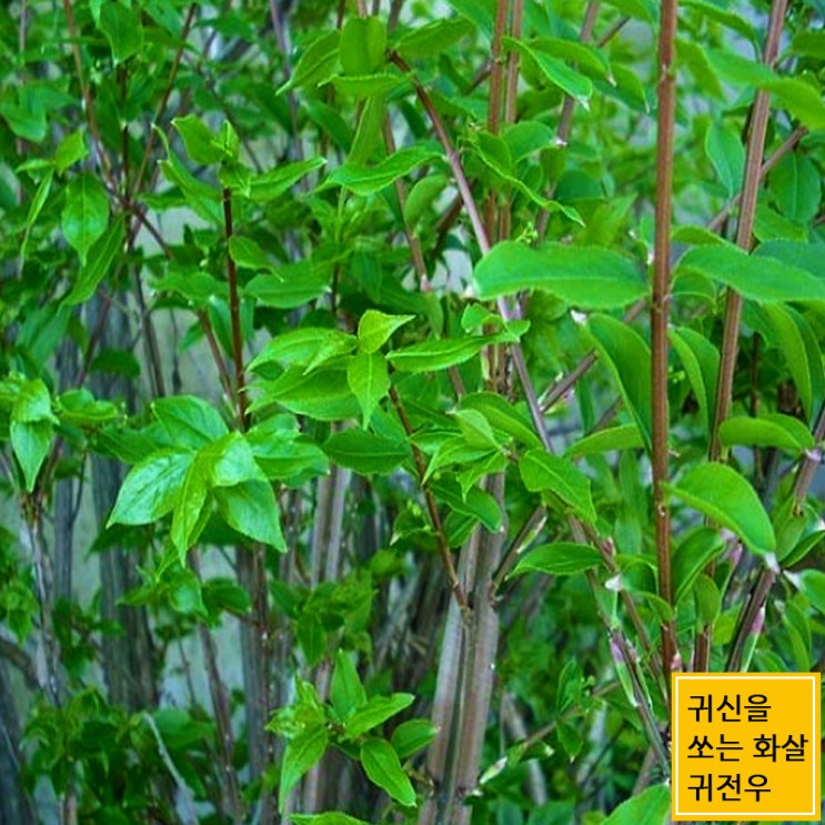  화살나무, 귀전우, 화살나무 효능