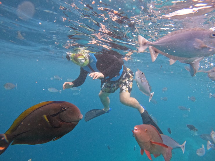  몰디브여행_마푸시(Maafushi)섬 3일차
