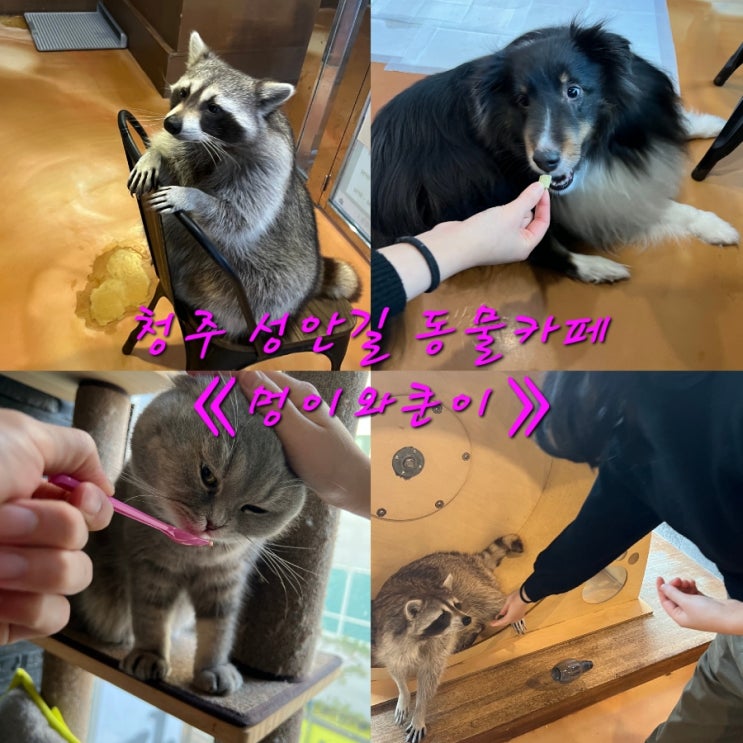  청주 성안길 《멍이와쿤이》 이색데이트 체험, 아이와 가볼만한곳 추천미어캣/라쿤/애견/고양이카페