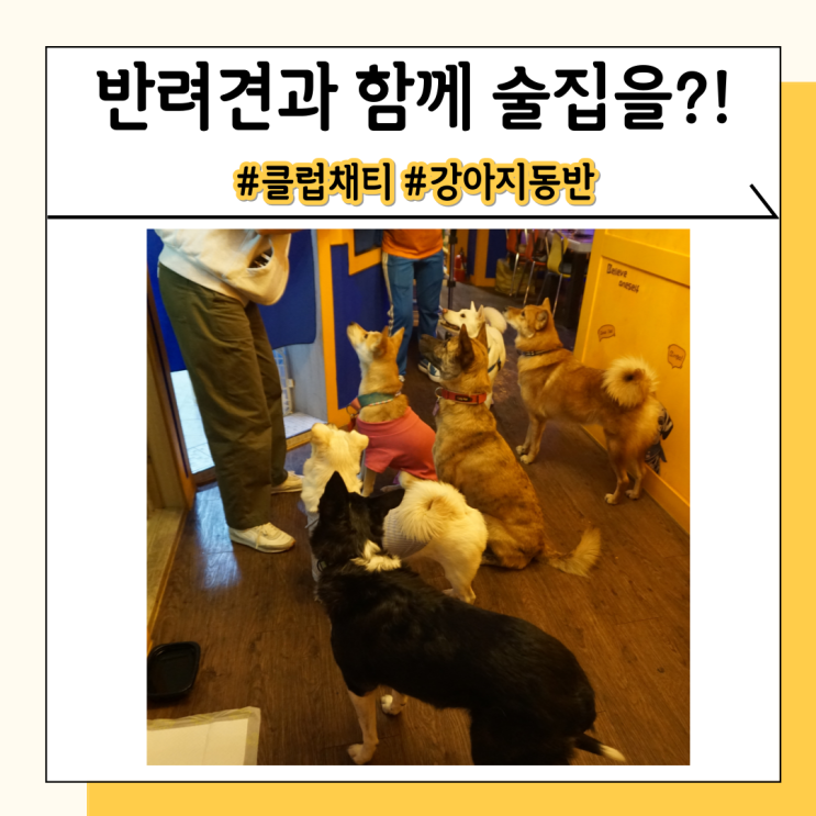 클럽채티 강아지와 함께 갈 수 있는 술집 클럽채티 강아지와 함께 갈 수 있는 술집