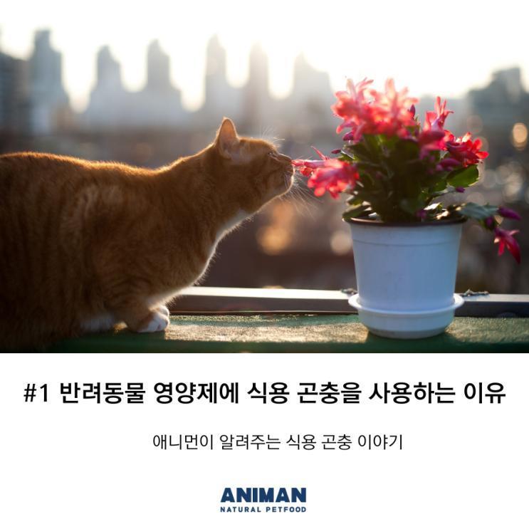  [애니먼이야기] #1 반려동물 영양제에 식용 곤충을 사용하는 이유.