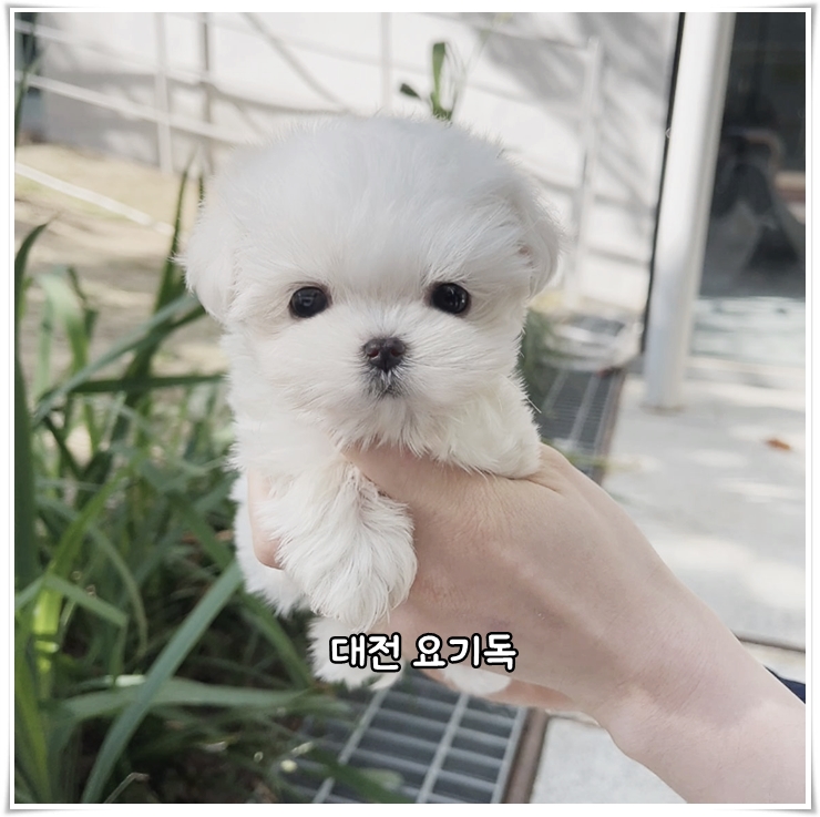  대전토이푸들분양 건강한 분양가