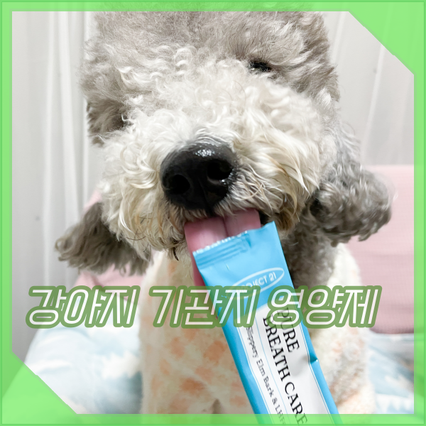  강아지 거위소리 기관지 협착증 증상, 기관지 영양제로 관리하기