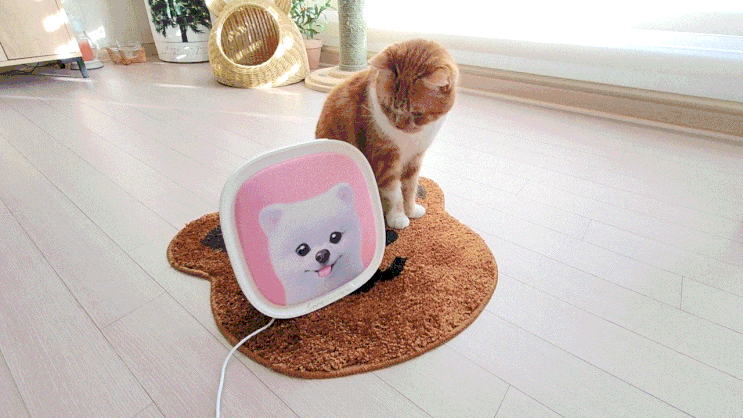  고양이 분리불안 스트레스 해소 위한 엠씨스퀘어 바이탈펫 케어 용품