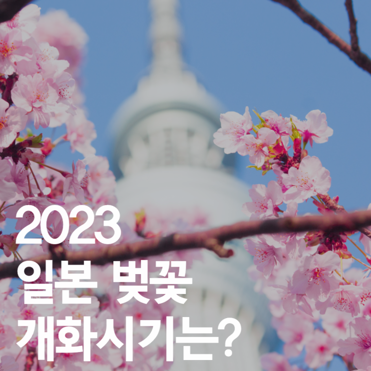  2023 일본 벚꽃 개화 시기는?
