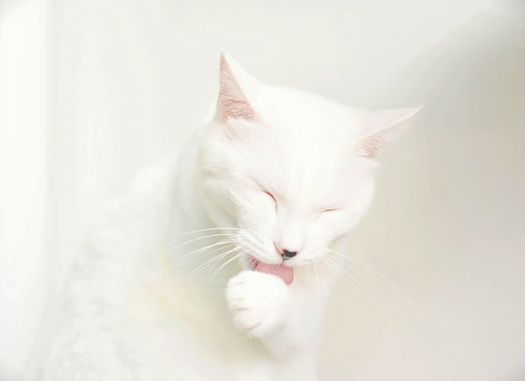  고양이 그루밍 이유, 고양이가 싫어하는 냄새 2가지