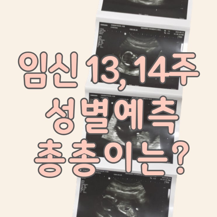  임신 기록 13주 - 14주 (중기)  태아 성별 예측 초음파 시기 증상