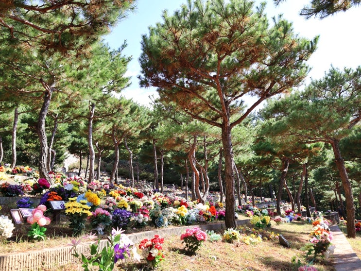  고인을 수목장 안치시 주의점