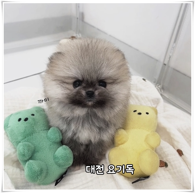  정읍강아지분양 건강이 중요해요