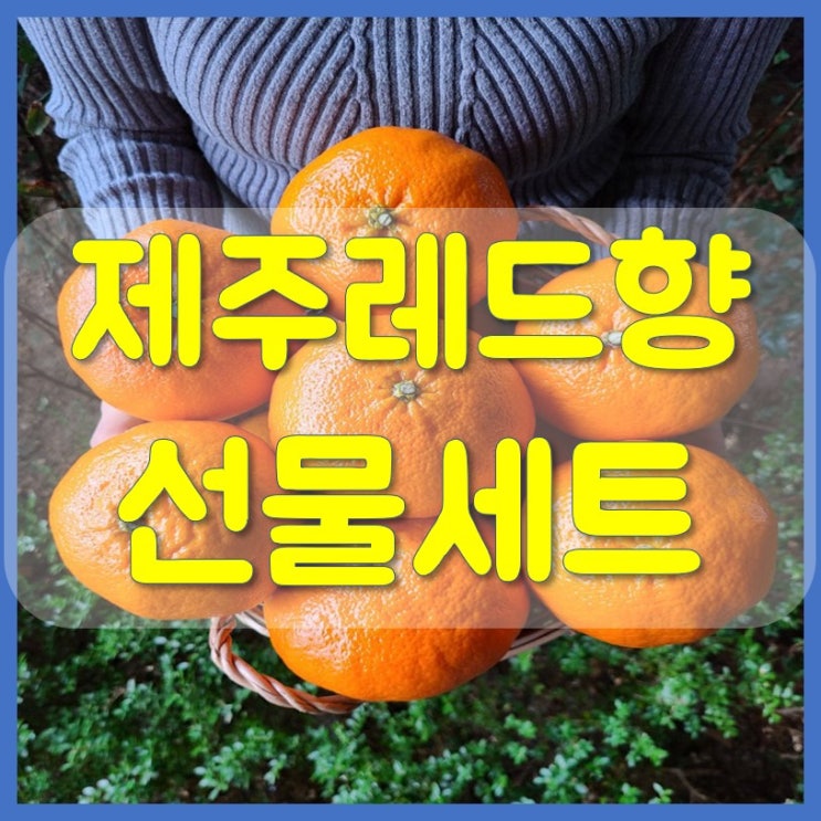  제주도 레드향 3kg 5kg 선물세트 예쁜과일팜