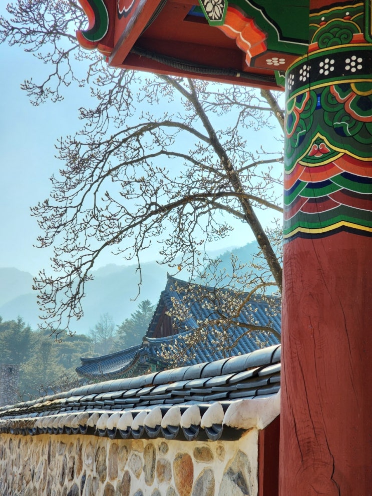  경북 청도 운문사 애견동반 여행 가능 불가능 관계자분께 확실히 물어본 답변