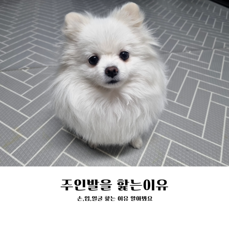 개는 왜 양말을 신고 우스꽝스럽게 걷는가