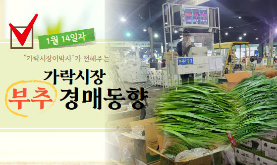  [경매사 일일보고] 1월 14일자 가락시장 "부추" 경매동향을 살펴보겠습니다!