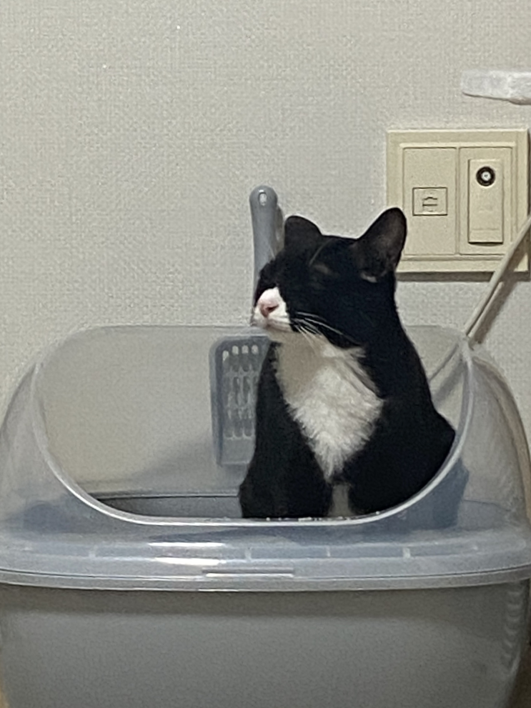  고양이 모래 종류와 장단점 - 1. 응고형 모래
