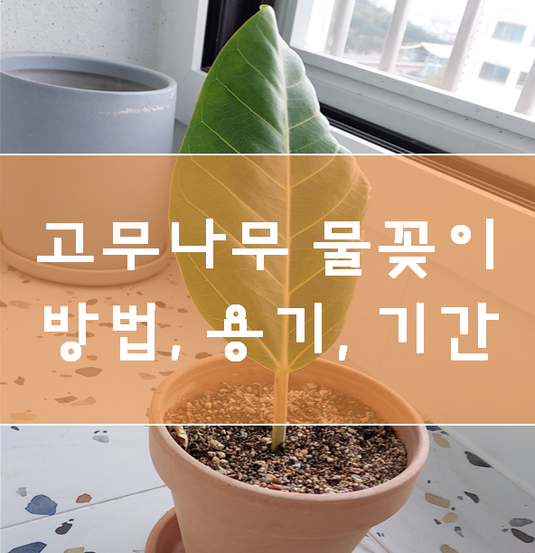  고무나무 물꽂이 3주 과정 - 물꽂이, 삽목, 변화 과정