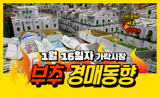 [경매사 일일보고] 1월 16일자 가락시장 "부추" 경매동향을 살펴보겠습니다!
