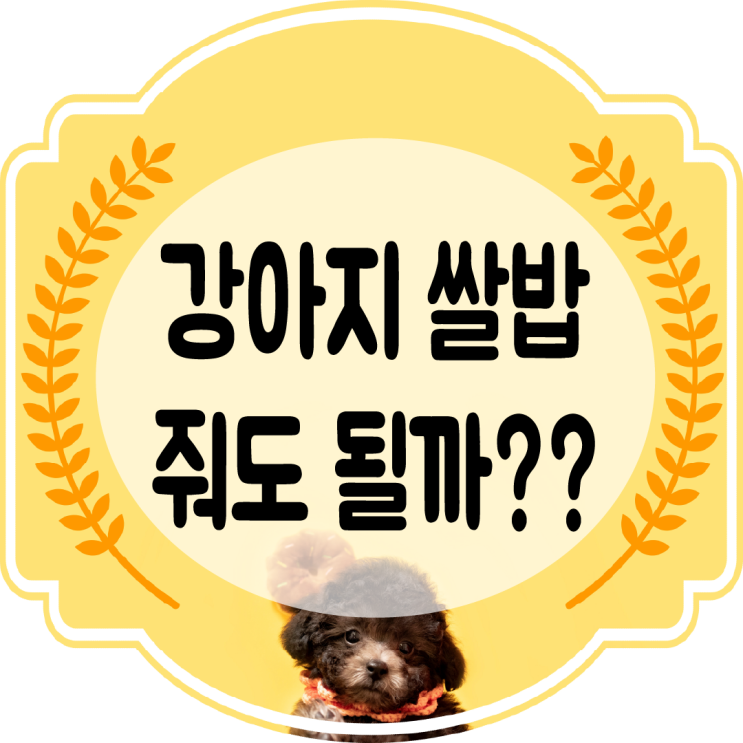  강아지 쌀밥 또는 죽 먹어도 되는 걸까??