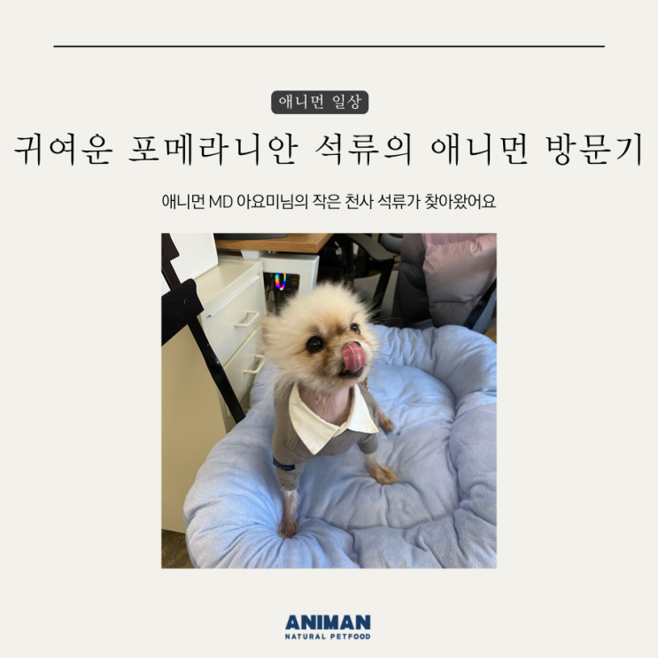  포메라니안 석류의 애니먼 방문기