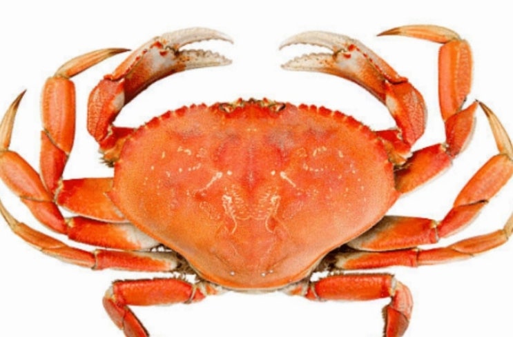  당뇨 예방에 좋은 키토올리고당 고투카원 효능, 섭취 및 주의