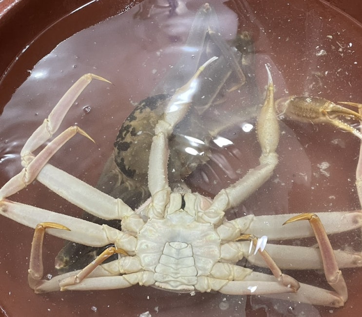  겨울엔 대게가 대게 맛있지 영덕 강구항 내돈내산