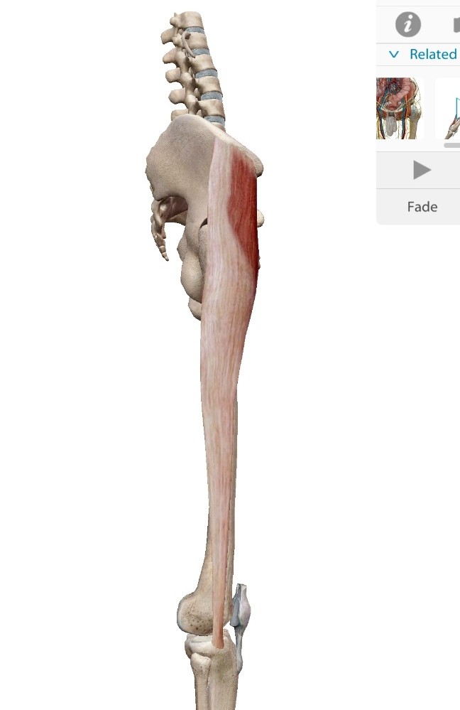 대퇴근막장근(tensor fasciae latae m.) 해부학 무릎외측통증, 대퇴근막장근 마사지 스트레칭!!