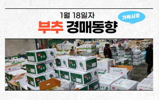[경매사 일일보고] 1월 18일자 가락시장 "부추" 경매동향을 살펴보겠습니다!