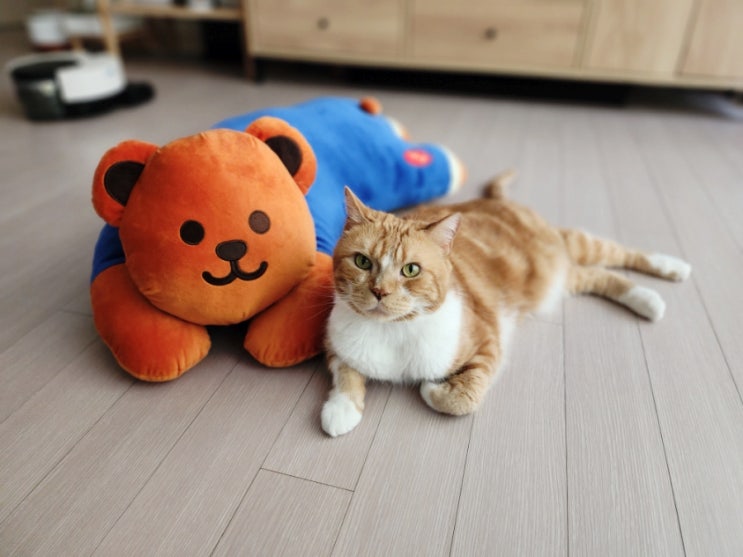  고양이가 좋아하는 부위 중에 엉덩이 궁디팡팡 꼭 해줘야 하는 이유