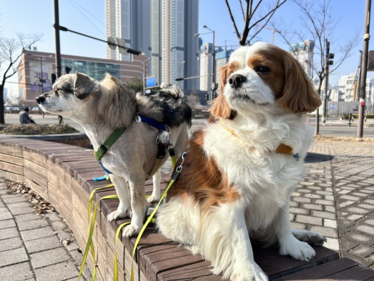 강단풍나무 강아지와 가족으로써 함께 사는 일