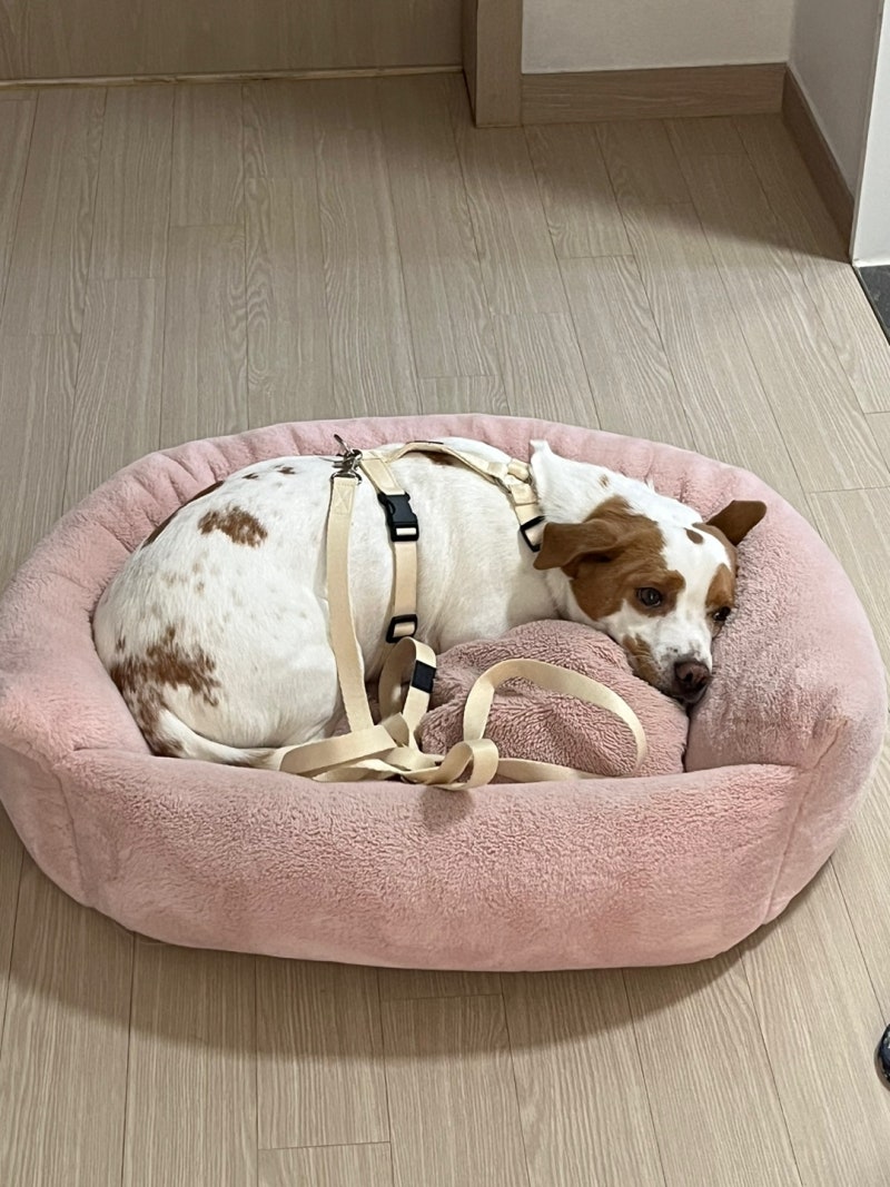 남양주 애견훈련 남양주 강아지산책훈련 남양주 강아지방문훈련을 찾으신다면?