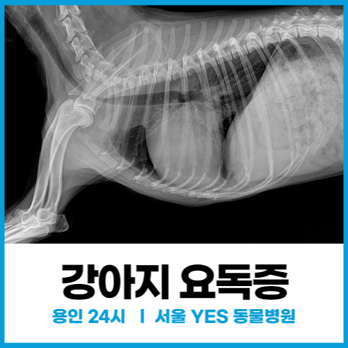  [내과] 심장병 관리 중인 노령견, 강아지요독증 왔을 때 증상과 치료(용인, 수지, 분당 동물병원)