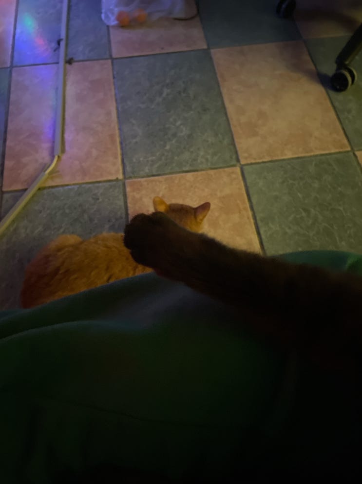  귀여운 고양이 김양념