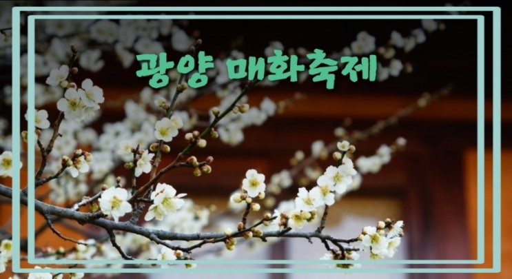 광양매화축제 2023 개최 다압매화마을 광양불고기 벚굴 먹으러 전남으로 떠나는 여행