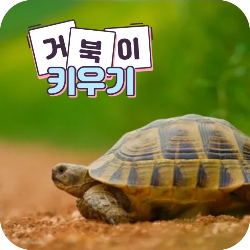 그리스 육지거북 특징과 키울 때 주의점 : 네이버 블로그
