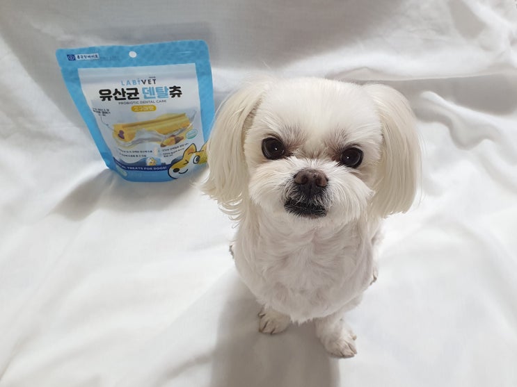유산균덴탈츄 라비벳 고구마맛 강아지입냄새 잡아보자 내돈내산