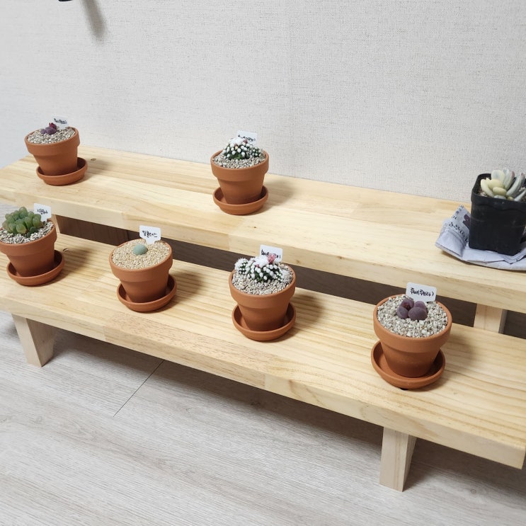  다육이 입양기! / 입술모양 다육이 칼큘러스와 다양한 종류의 다육이들 후기