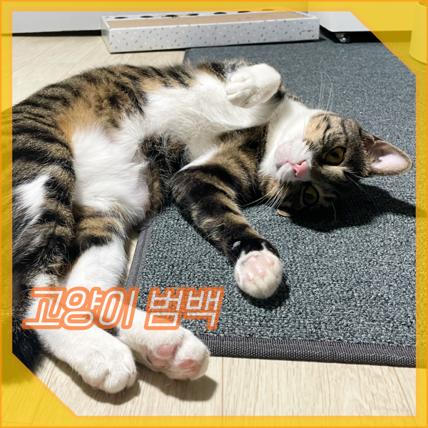  고양이 범백 증상, 전염성 장염 파보바이러스 원인과 치료법
