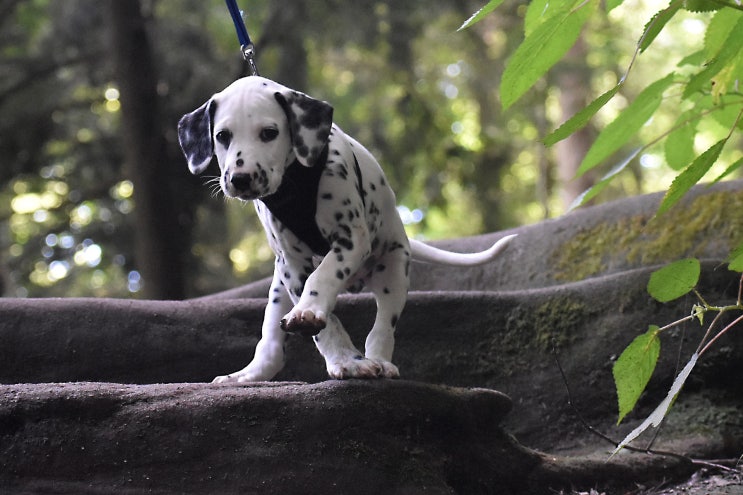  [강아지종류] #16 달마시안(Dalmatian) 정보 / 101마리 달마시안의 주인공