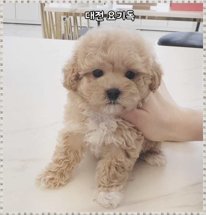  세종시말티푸분양 상담은 여기에서