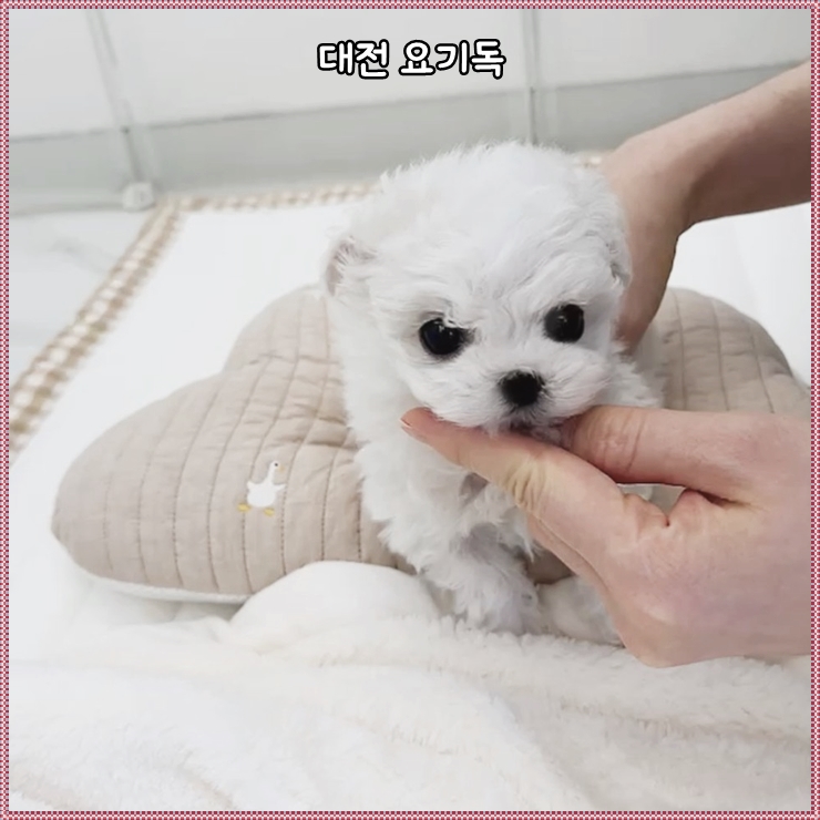  옥천강아지분양 애교 넘치는 말티푸